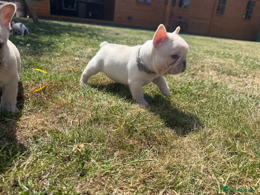 French Bulldog dogs for sale: 🐾 Beautiful French Bulldog Puppies 🐶 - Image 14