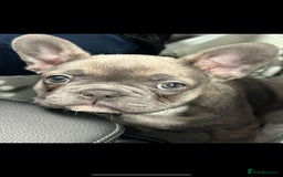 French Bulldog dogs for sale: Luna a 6 month old French bulldog puppy  - Image 10