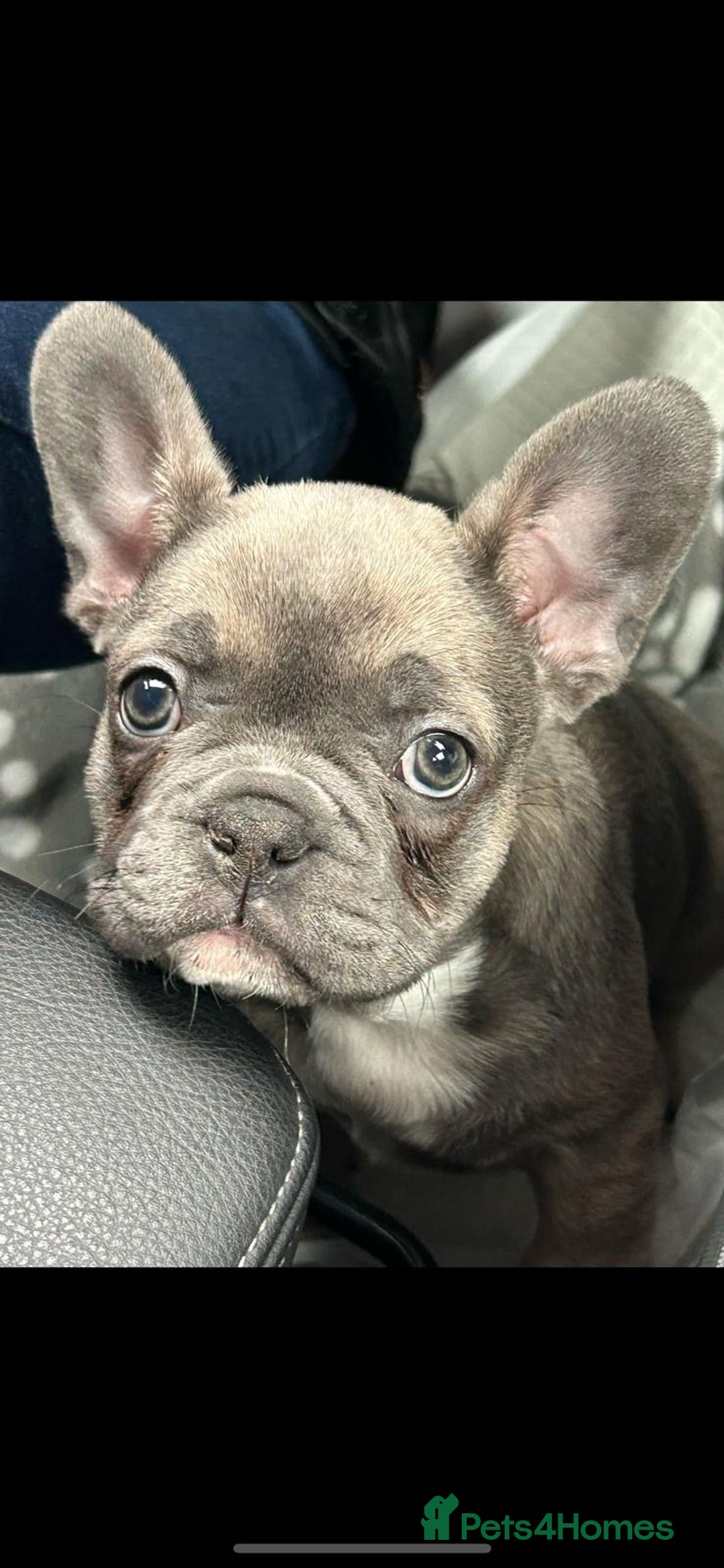 French Bulldog dogs for sale: Luna a 6 month old French bulldog puppy  - Image 10