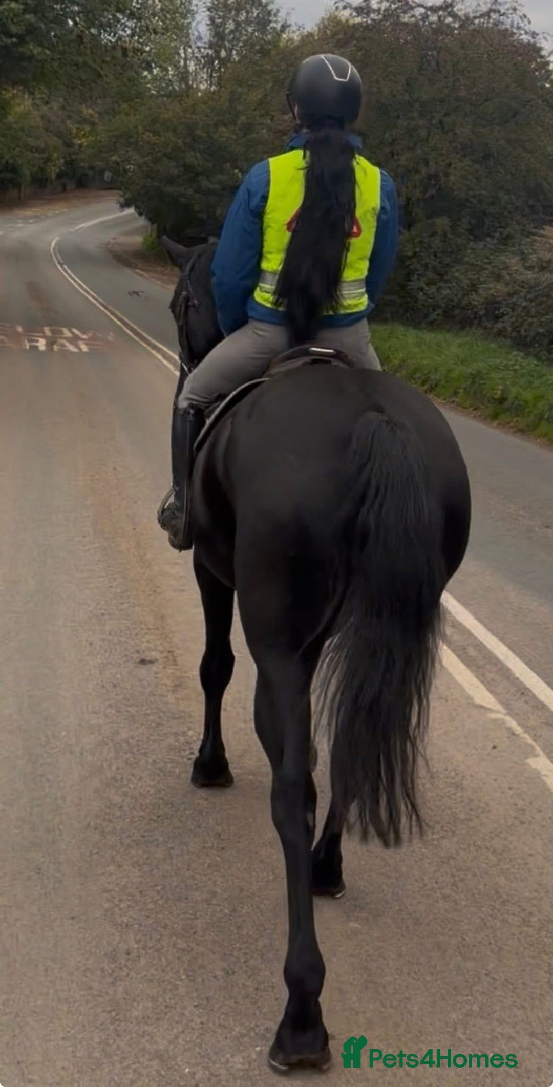 Hanoverian horses for sale: Ride And Drive Black Beauty - Advert 7