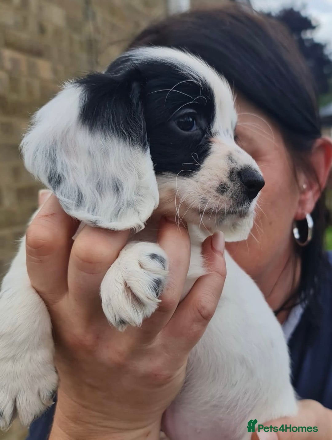 Cocker Spaniel dogs for sale: Gorgeous Cocker Pups - Image 13
