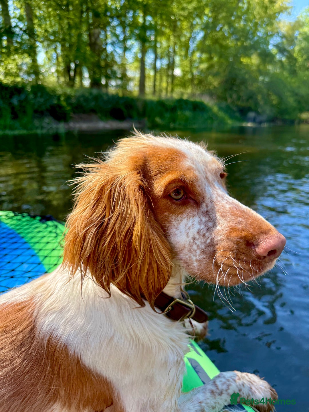 Mixed Breed dogs for sale: Corkiepoo puppies for sale 🐶 - Advert 22