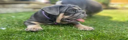 English Bulldog dogs for sale: English bulldogs blue tan fully suited boy & girl - Advert 9