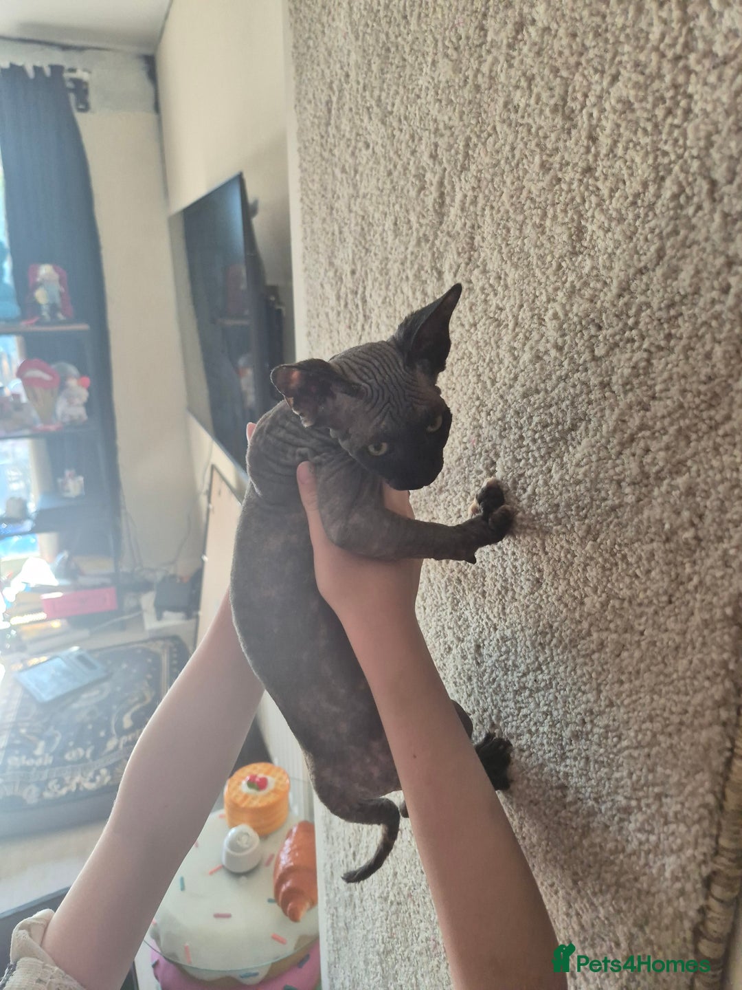 Sphynx cats for sale: Smeagol gorgeous girl sphinx cuddly and courageous - Image 4