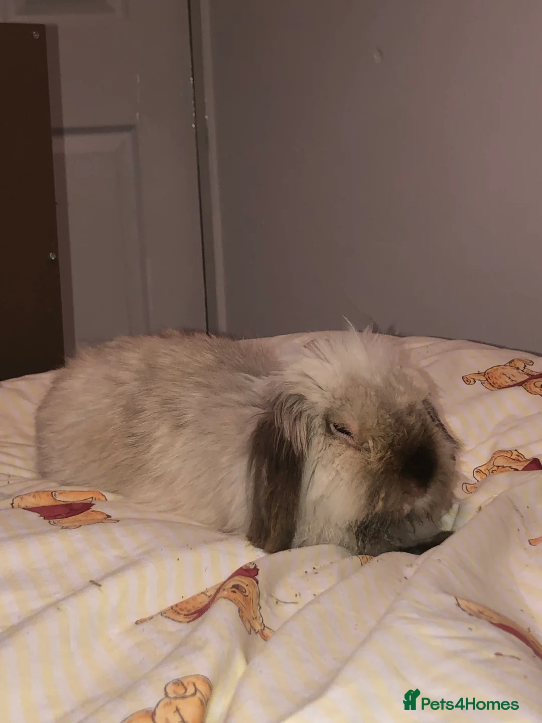 English Lop rabbits for sale: Prince  - Advert 2