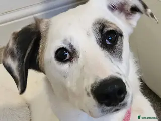 Mixed Breed dogs ❤️PLIAMKA❤️9-month-old loving and playful girl - Advert 13