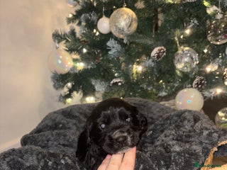 Cocker Spaniel dogs Cockers for sale - Advert 3