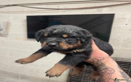 Rottweiler dogs for sale: Rottweiler/rotty puppies - Image 21