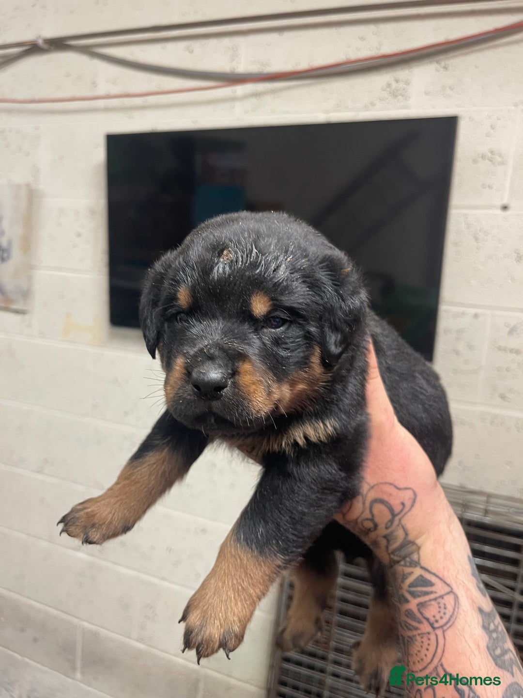 Rottweiler dogs for sale: Rottweiler/rotty puppies - Image 21