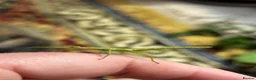 Stick Insects invertebrates for sale: Giant Hooded katydid, Jungles nymphs + stick insec in Torquay - Advert 10