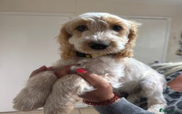 Cockapoo dogs for sale: F1 cockapoo's Ready to leave..  - Image 17