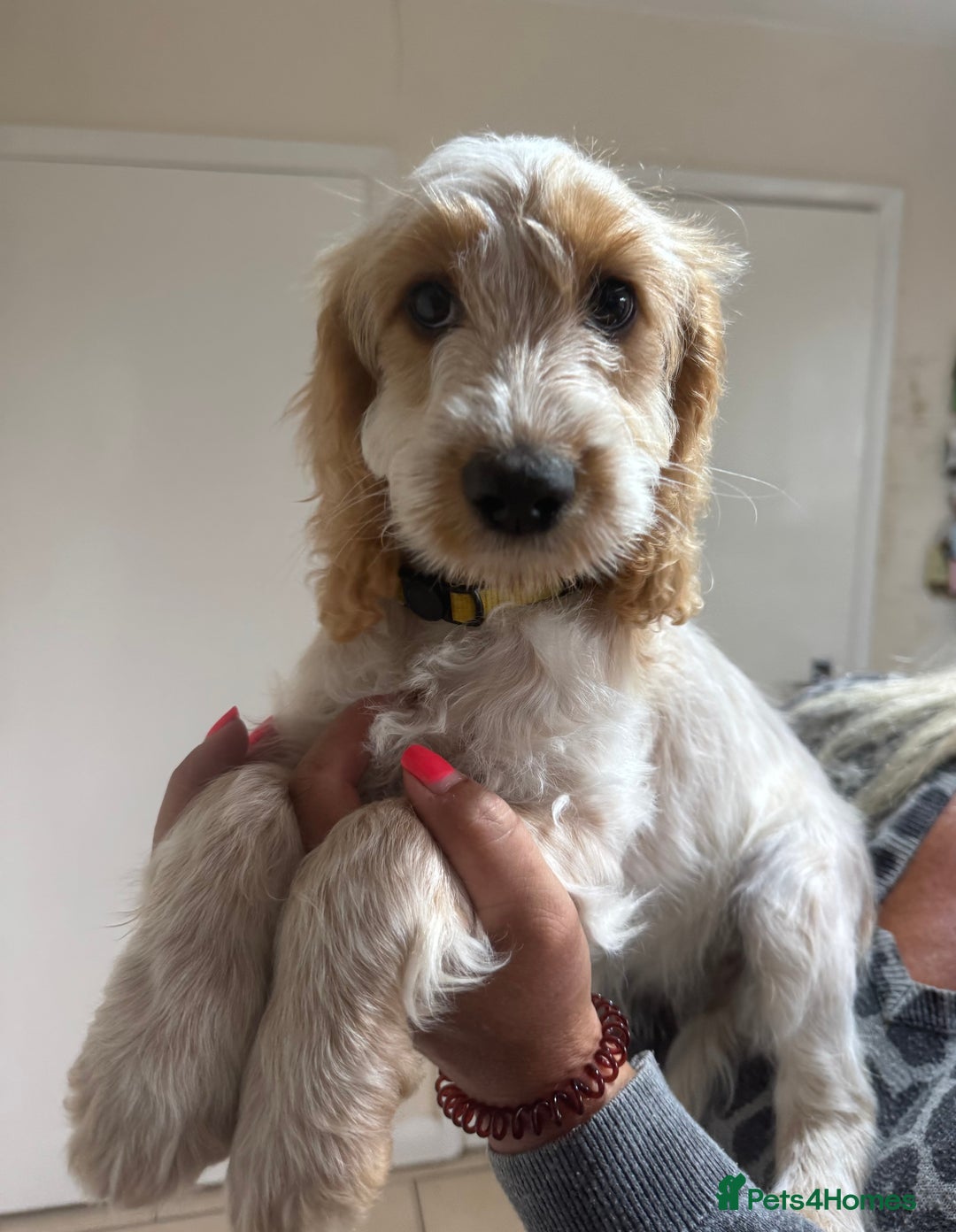 Cockapoo dogs for sale: F1 cockapoo's Ready to leave..  - Image 17