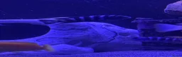 Cichlids fish for sale: African Cichlids & Tropical Fish - Bulk  - Advert 4