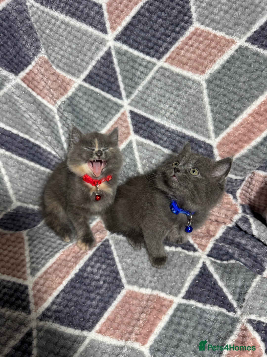 Mixed Breed cats for sale: 🐾 Adorable 9-Week Kittens for Sale 🐾 - Advert 3