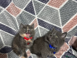 Mixed Breed cats 🐾 Adorable 9-Week Kittens for Sale 🐾 - Advert 9