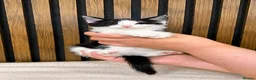 Domestic Shorthair cats for sale: Stunning Kittens | Bella's Litter | Ready Now - Advert 10