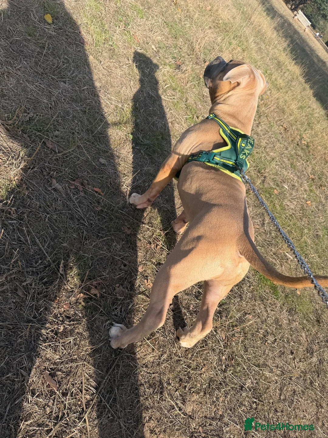 American Bully dogs for sale: Pocket bully  - Advert 2