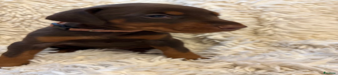 Dobermann Puppy 7 light pink