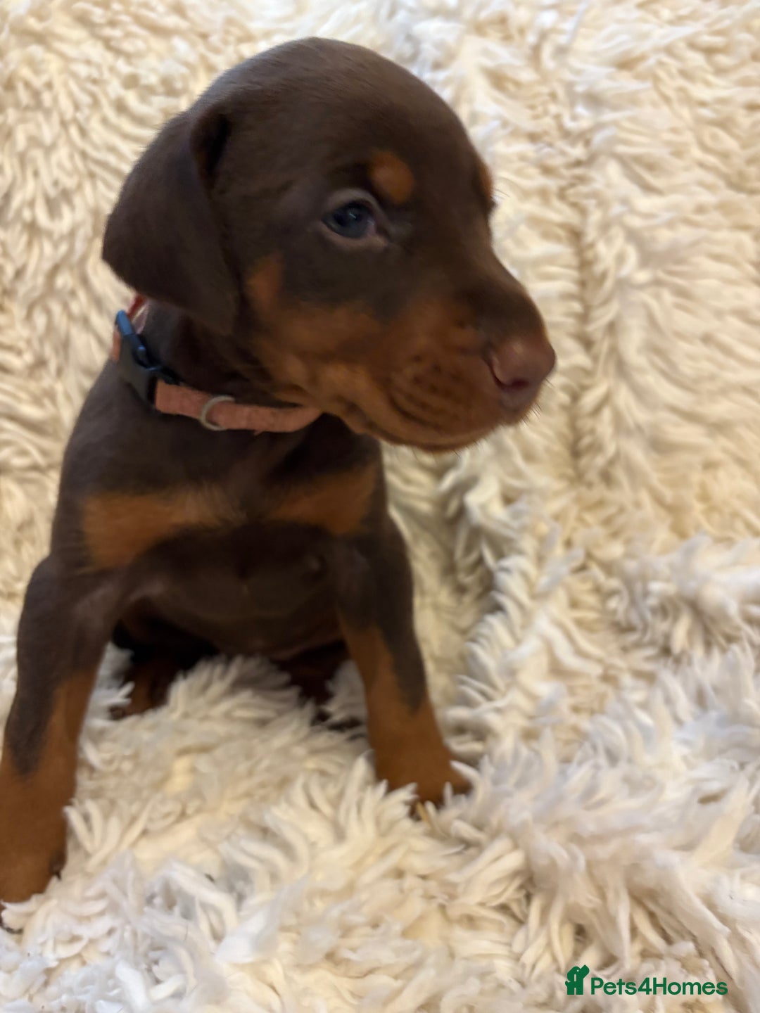 Dobermann dogs for sale: 12 stunning Doberman puppies - Image 23
