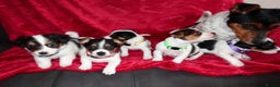 Jack Russell dogs for sale: Five beautiful Jack Russell's - Advert 4