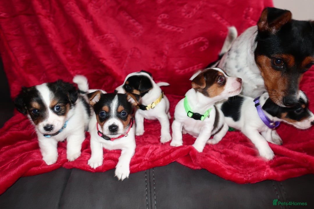 Jack Russell dogs for sale: Five beautiful Jack Russell's - Advert 4