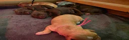Cocker Spaniel dogs for sale: Beautiful proven cocker spaniels for sale - Advert 20