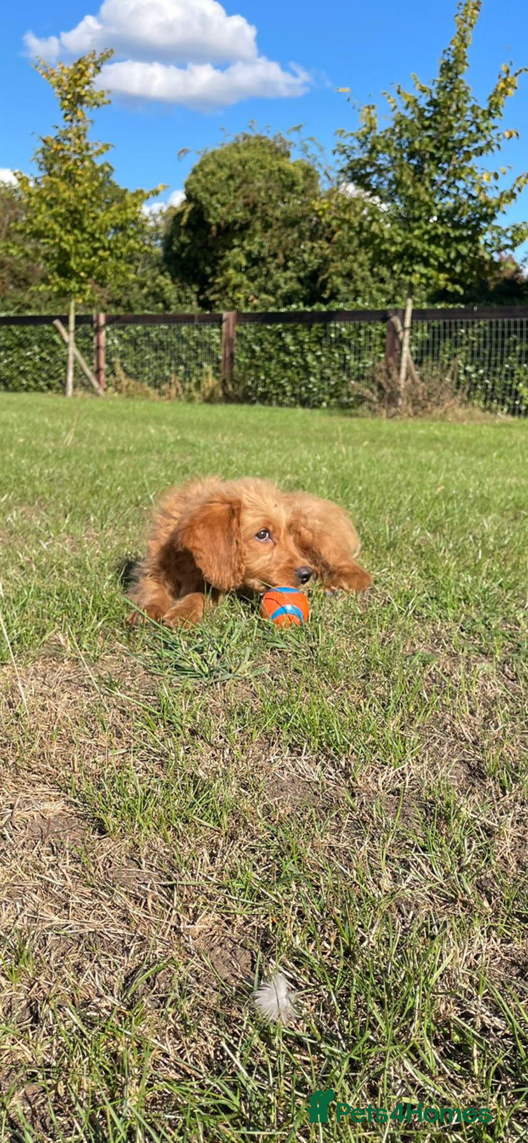 Mini Goldendoodle dogs for sale: F1 Goldendoodle puppies  - Image 16