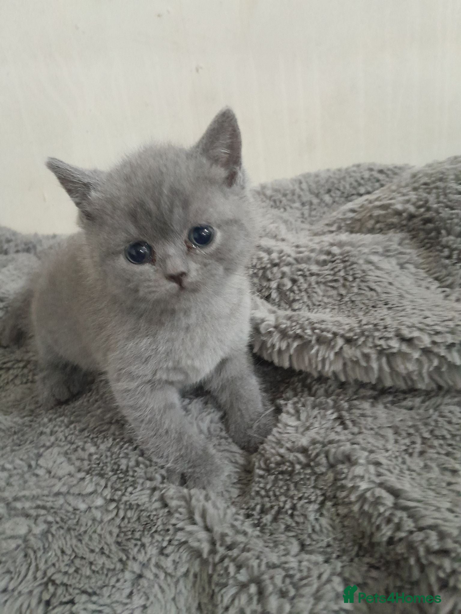 British Shorthair cats Stunning British Shorthair Kitty's - Advert 4