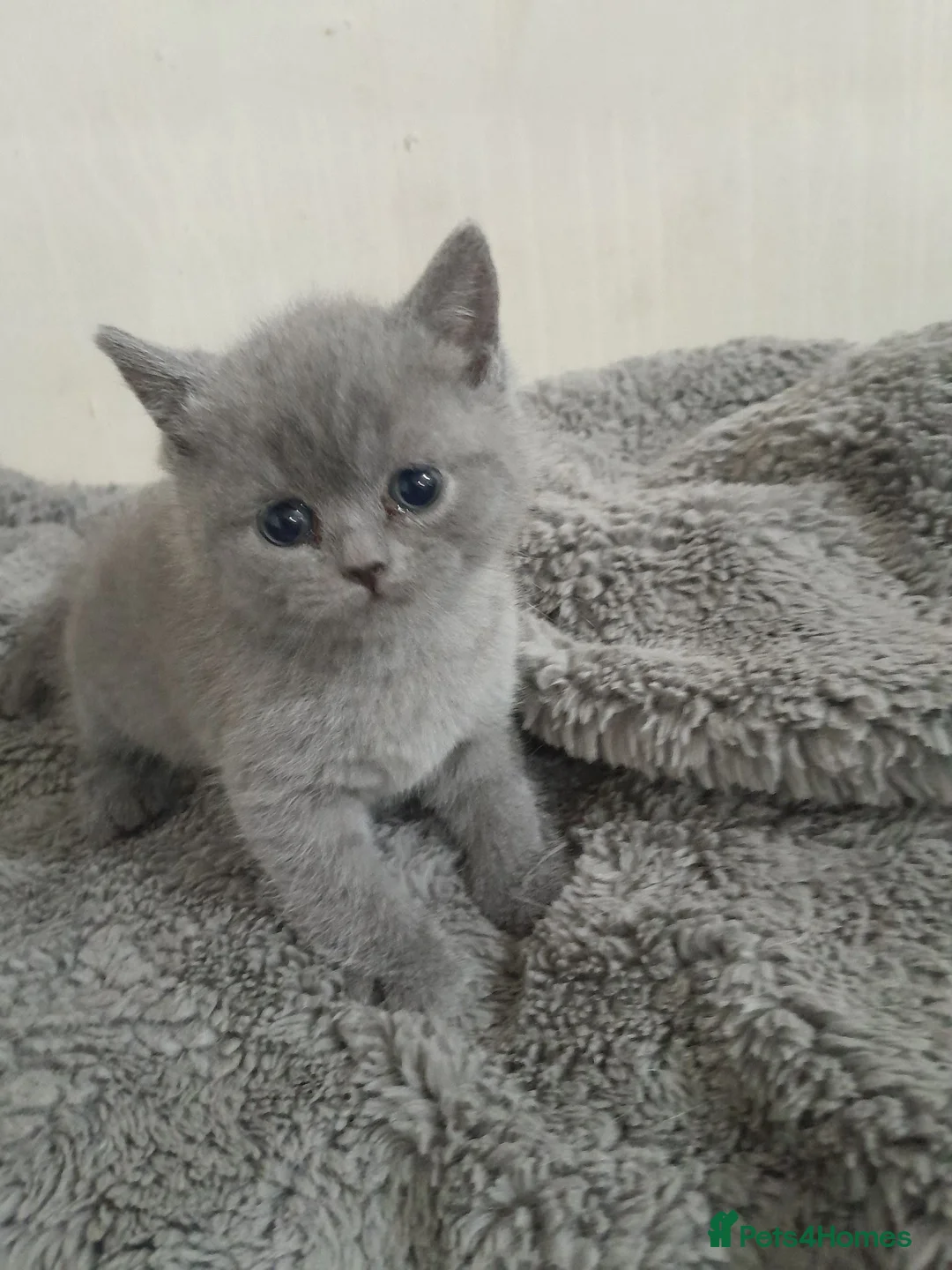 British Shorthair cats for sale: Stunning British Shorthair Kitty's - Advert 1