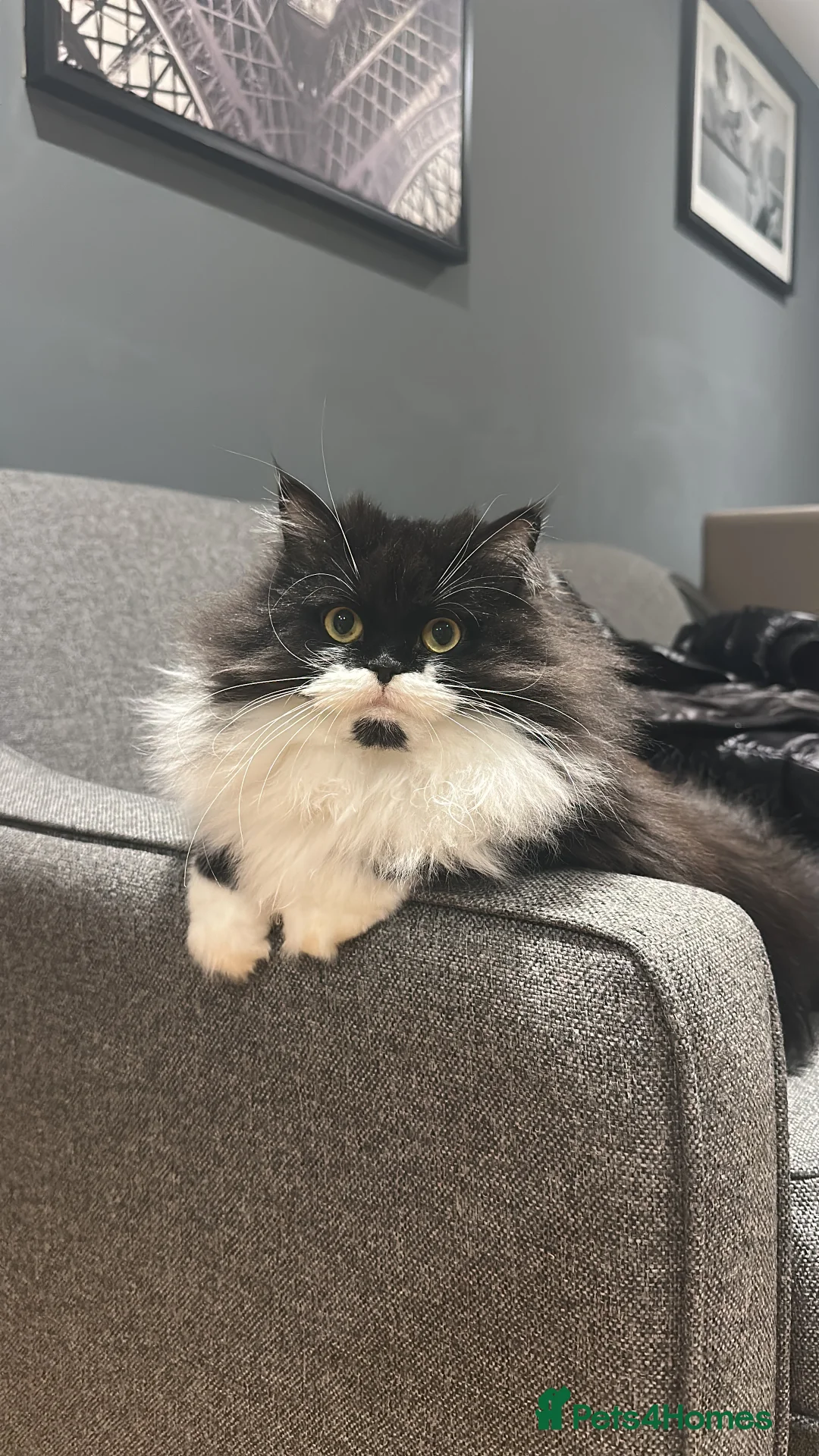 Persian cats for sale: Gorgeous Mixed-breed Persian Cat Is Here in Nottingham - Advert 1