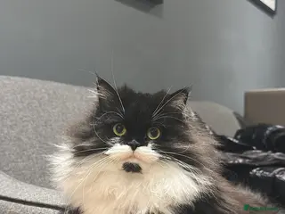 Persian cats Gorgeous Mixed-breed Persian Cat Is Here in Nottingham - Advert 1