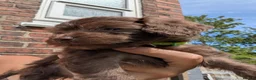 Cockapoo dogs for sale: F2b cockapoo pups health test parents - Advert 2