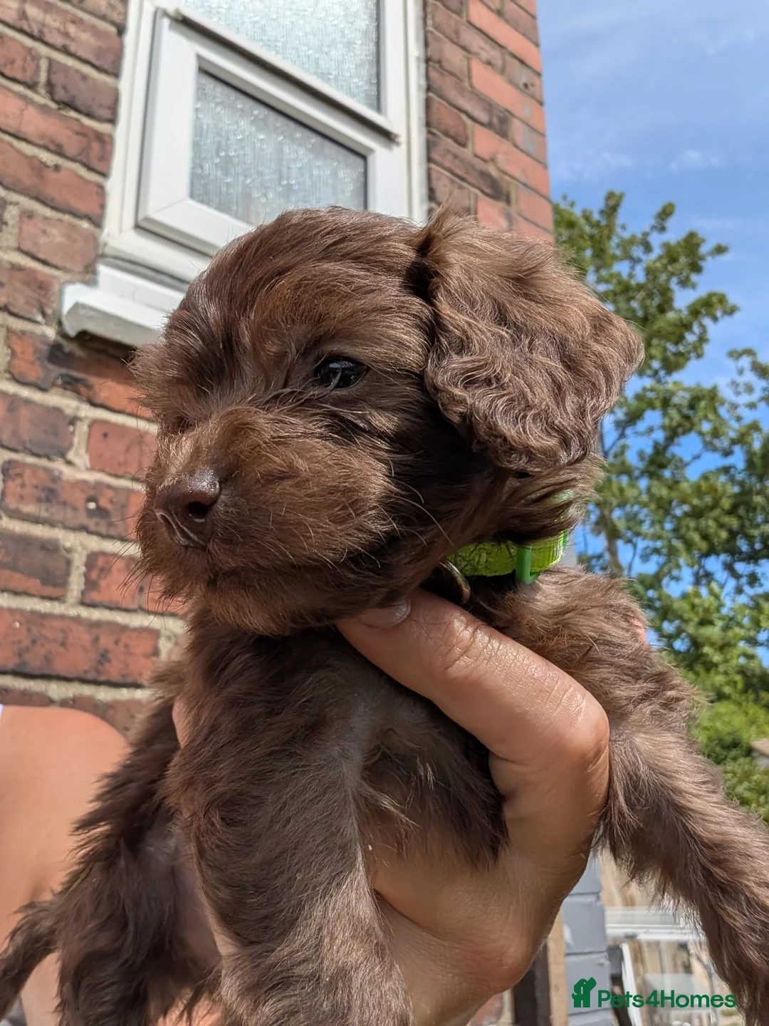 Cockapoo dogs for sale: F2b cockapoo pups health test parents - Advert 2