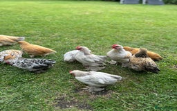 Chickens poultry for sale: Mixed breed sablepoot chickens  - Image 7