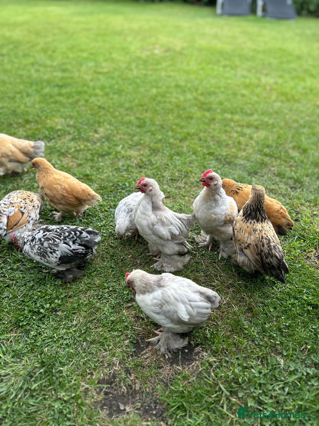 Chickens poultry for sale: Mixed breed sablepoot chickens  - Image 7