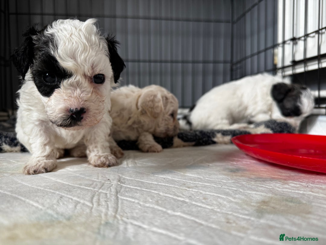 Shichon dogs for sale: 5 beautiful Shichon girls  - Image 5