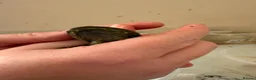 Axolotl reptiles for sale: 3 females hypo axolotl babies - Advert 11