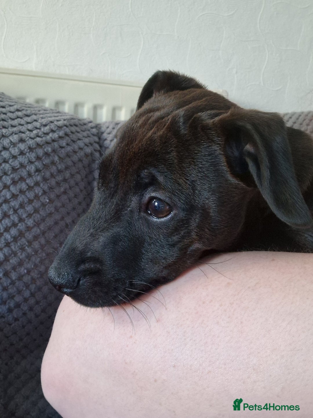 Patterdale Terrier dogs for sale: 1 year old Male Patterdale - Image 24