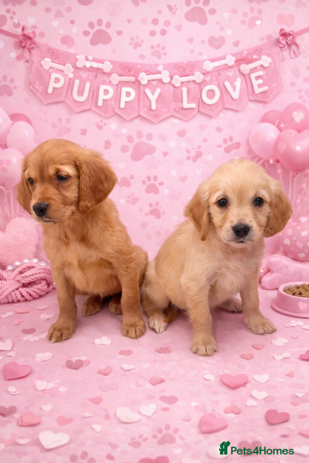 Golden Retriever dogs KC Dark Golden Retrievers 🧬 Health Tested Parents - Advert 1