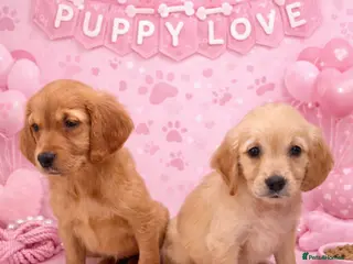 Golden Retriever dogs KC Dark Golden Retrievers 🧬 Health Tested Parents - Advert 1