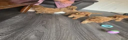 Cavapoo dogs for sale: 6 cavapoo pups ready to leave  - Advert 8