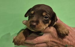 Jack Russell dogs for sale: Chocolate and Tan and Black and Tan Jacks - Image 4