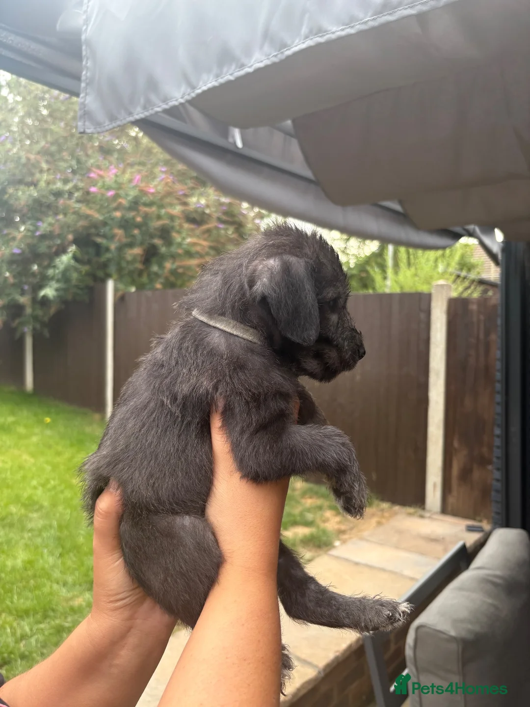 Bedlington Terrier dogs for sale: Bedlington terriers in Rochester - Advert 2