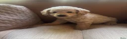 Cavapoo dogs for sale: Exceptional curly coat health tested cavapoo pups in Otley - Advert 16