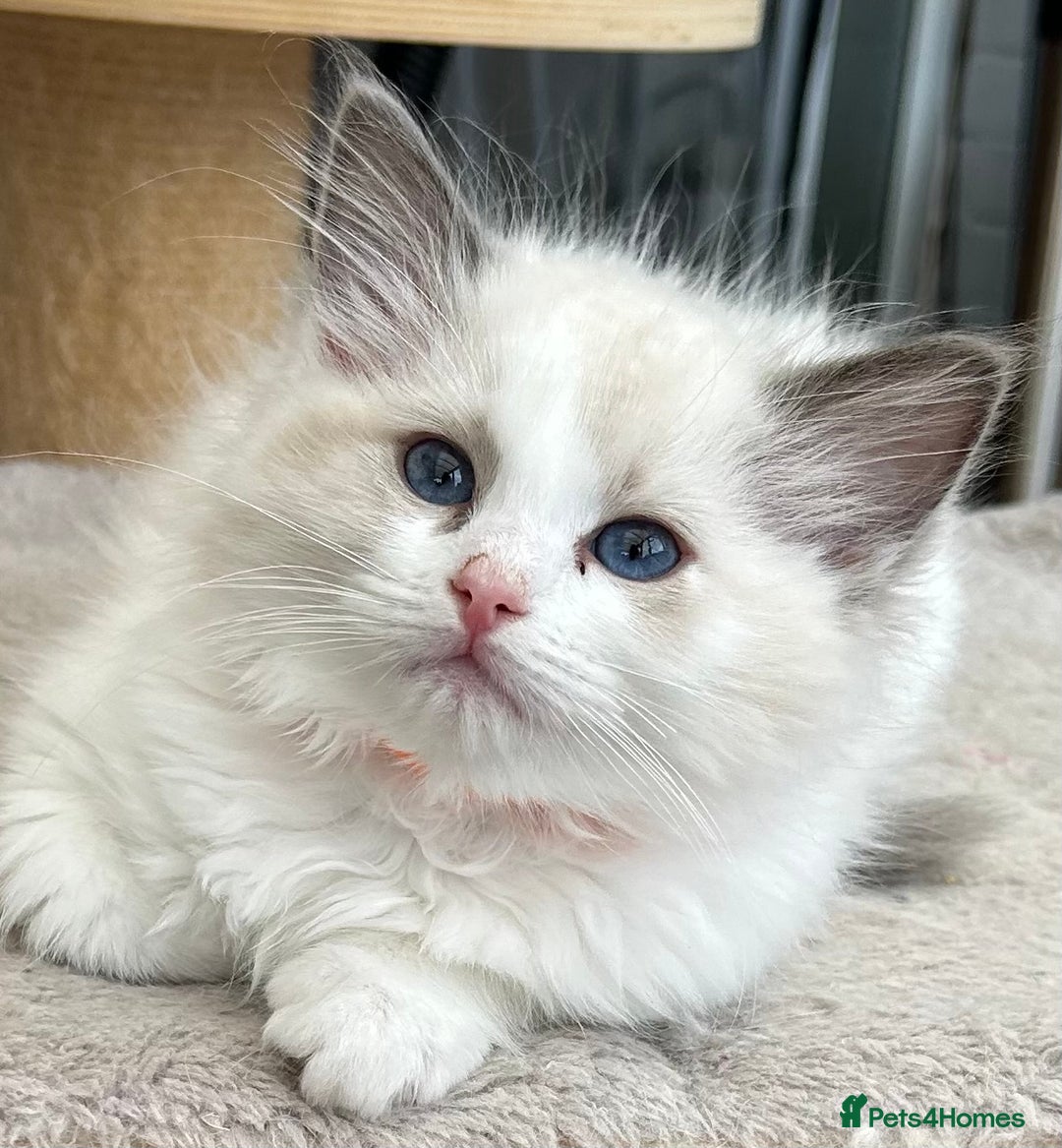 Ragdoll cats for sale: Gorgeous litter of bicolour kittens GCCF reg - Image 14