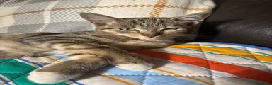 British Shorthair 5
