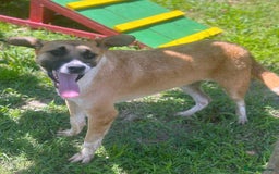 Mixed Breed dogs for adoption: 💛🐾 Cody – a heart as big as his smile 🐾💛 - Image 3