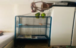 Parrots birds for sale: Girl and Boy Amazon Parrots - Image 4