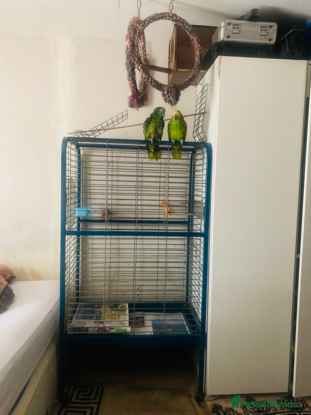 Parrots birds for sale: Girl and Boy Amazon Parrots - Image 4