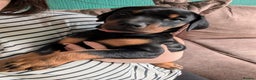 Dobermann dogs for sale: 2 beautiful doberman puppies - Advert 1
